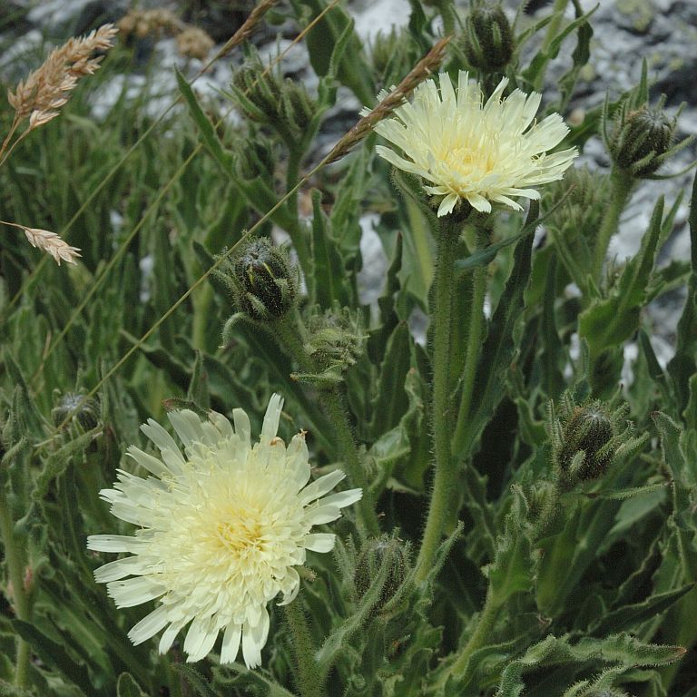 chalben.org