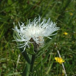 Centaur&eacute;e blanche, dans les pentes de la pointe de Villeneuve