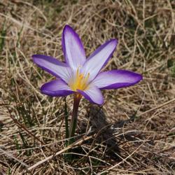 Crocus