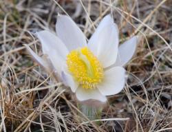 An&eacute;mone pulsatille