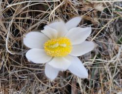 An&eacute;mone pulsatille