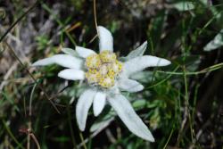 Dans les alpages du Plan de la Casette