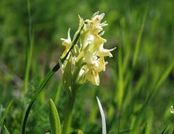 Elles cotoient l'orchid&eacute;e