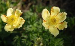 Mais elles ne sont pas &eacute;ternelles et