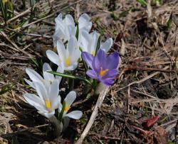 le crocus
