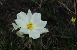 et sa blanche soeur.