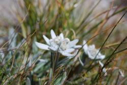 Edelweiss sur l'ar&ecirc;te