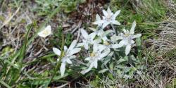 Un champ d'edelweiss