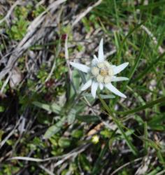 Edelweiss