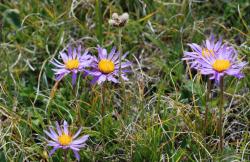 Aster des Alpes