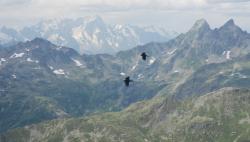 Volent m&ecirc;me pas sur le dos, ici...