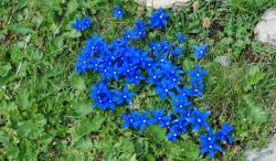 Gentianes