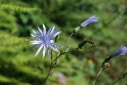 Pointe des Couloureuses