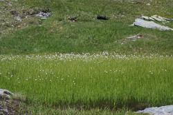 Champ de Linaigrettes