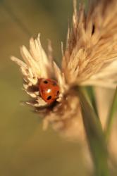 Su&egrave;de - Et&eacute; 2008 (Skan&ouml;r)