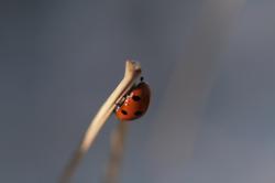 Su&egrave;de - Et&eacute; 2008 (Skan&ouml;r)