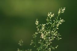 Su&egrave;de - Et&eacute; 2008 (Ottenby -&Ouml;land)